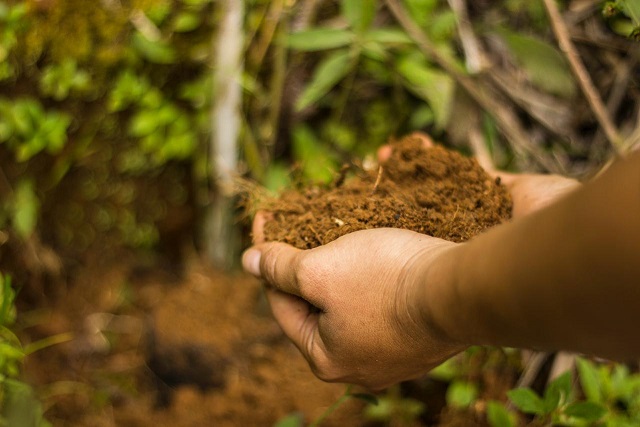noticias-destacadas/con-jornadas-de-siembra-se-celebrara-el-dia-mundial-del-arbol